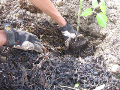 How We Grow Tomatoes at Deer Isle Hostel Image